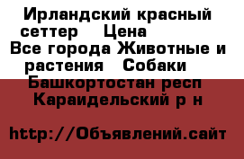 Ирландский красный сеттер. › Цена ­ 30 000 - Все города Животные и растения » Собаки   . Башкортостан респ.,Караидельский р-н